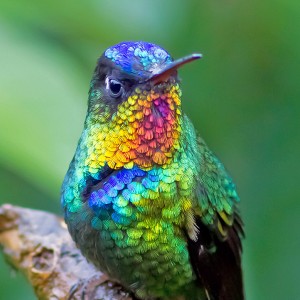 Hummingbird_detail-Joseph_f_Pescatore